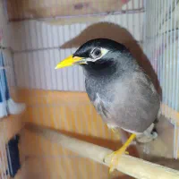 مرغ مینا سخنگو