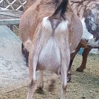 بز آلپاین با دوبزغاله ومورسیا و پاکستانی ابستن|حیوانات مزرعه|ماهان, |دیوار