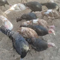 بوقلمون برنز|حیوانات مزرعه|پیشوا, |دیوار