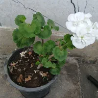 فروش فوق العاده گل بمناسبت روز مادر|گل و گیاه طبیعی|تالش, هشتپر|دیوار