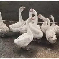 قوغاز اکراینی