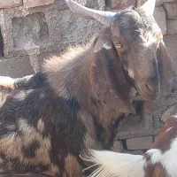 فروش گوسفندنر