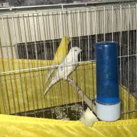 2 عدد قناری ماده زرد و موزاییکی رده دار