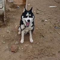 سگ هاسگی|سگ|هشترود, |دیوار