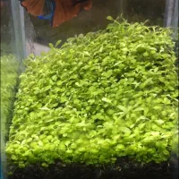 پلاکت کوی کندی جاینت|ماهی|تهران, دکتر هوشیار|دیوار