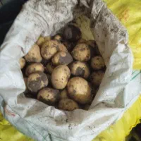 سیب زمینی ارگانیک|خوردنی و آشامیدنی|خاوه, |دیوار