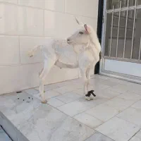 بزغاله نرسانن|حیوانات مزرعه|میبد, |دیوار