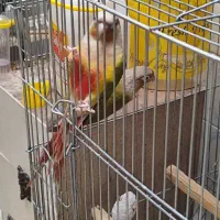 گرینچیک آناناسی مولد|پرنده|حمیدیا, |دیوار