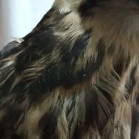 جوجه طوطی خاص دستی اروم
