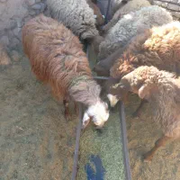 گوسفندشیشک