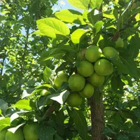 باغچه-داخل-بافت-556متر4دیواری-دولت-اباد-زیرقیمت