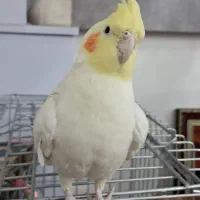 عروس هلندی سخنگو