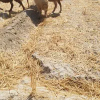 ماهشهر رامشیر