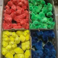 جوجه  رنگی محلی اردک   یکروزه  دراهواز