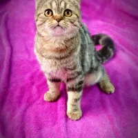 گربه اسکاتیش ۳/۵ ماهه