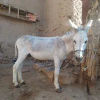 فروش.حیوانات|حیوانات مزرعه|بجنورد, |دیوار