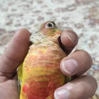 معاوضه گرینچیک