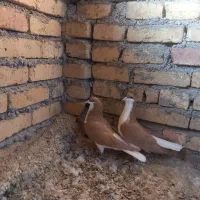 کبوتر پرنده سیاپوش|پرنده|بشاریات, |دیوار