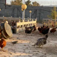 مرغ|حیوانات مزرعه|پلنگ آباد, |دیوار