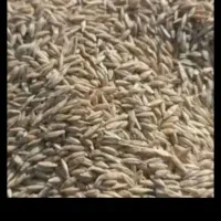 جو دیم کردی درجه یک