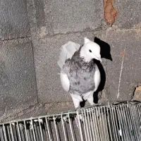 فروش کبوتر فوری|پرنده|یاسوج, |دیوار