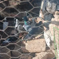 کفتر|پرنده|زابل, |دیوار