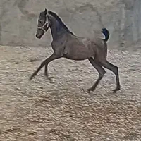 کره مادیان دوسر شجره . ۶ ماه |اسب و تجهیزات اسبسواری|کرمانشاه, |دیوار