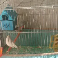 یک جفت فنچ وبا وسایل