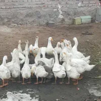 جوجه قو قاز از بهترین نژاد میکس اکراینی چینی