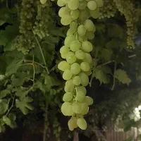 اجاره باغ . کوتاه مدت ، بلند مدت