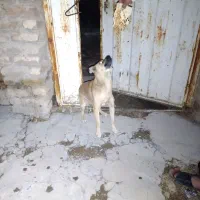 سرپرستی حیوان  پاکوتاه درسلامت کامل واکسن زده