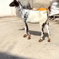 خالص بزغا|حیوانات مزرعه|انار, |دیوار