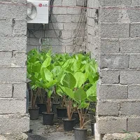 گل مرکل