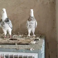 پرنده جفت هما سرور|پرنده|کهریزک, |دیوار