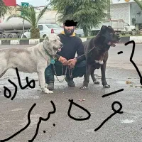 سراب خط خونی هزار دوسر میدانی|سگ|رشت, اسماعیل آباد|دیوار
