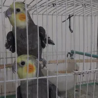 عروس هلندی|پرنده|مشهد, فرهنگ|دیوار