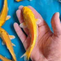 پک ده عددی کوی نژاد یامابوکی