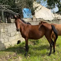 فروش مادیان با کره مادیان|اسب و تجهیزات اسبسواری|پرهسر, |دیوار