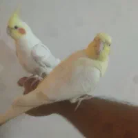 عروس هلندی سخنگو فول دستی