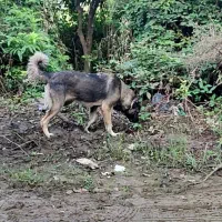 واگذاری سگ سرابی یک سال نیم ماده توظیحات بخون