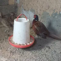 پرنده|حیوانات مزرعه|بن, |دیوار