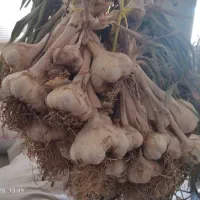 سیر تازه|خوردنی و آشامیدنی|حسین آباد, |دیوار