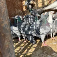 کبوتر|پرنده|مرودشت, ثبت احوال|دیوار