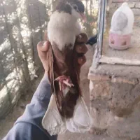 کبوتر