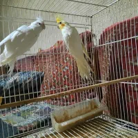 دو تا عروس هلندی نر