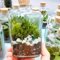 تراریوم گیفت با گل و گیاه طبیعی|گل و گیاه طبیعی|تهران, شهرک ولیعصر شمالی|دیوار