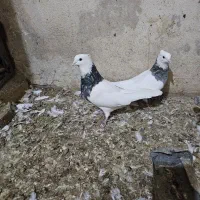 کبوتر|پرنده|بهبهان, |دیوار