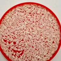 برنج هاشمی بازدید در لنگرود