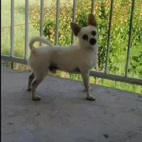 سگ گم شده مژدگانی هم داده میشود