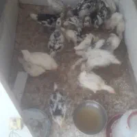 فروش جوجه و مرغ